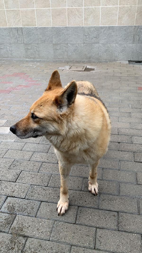LUPA BELLISSIMA PASTORE TEDESCO Foto 3